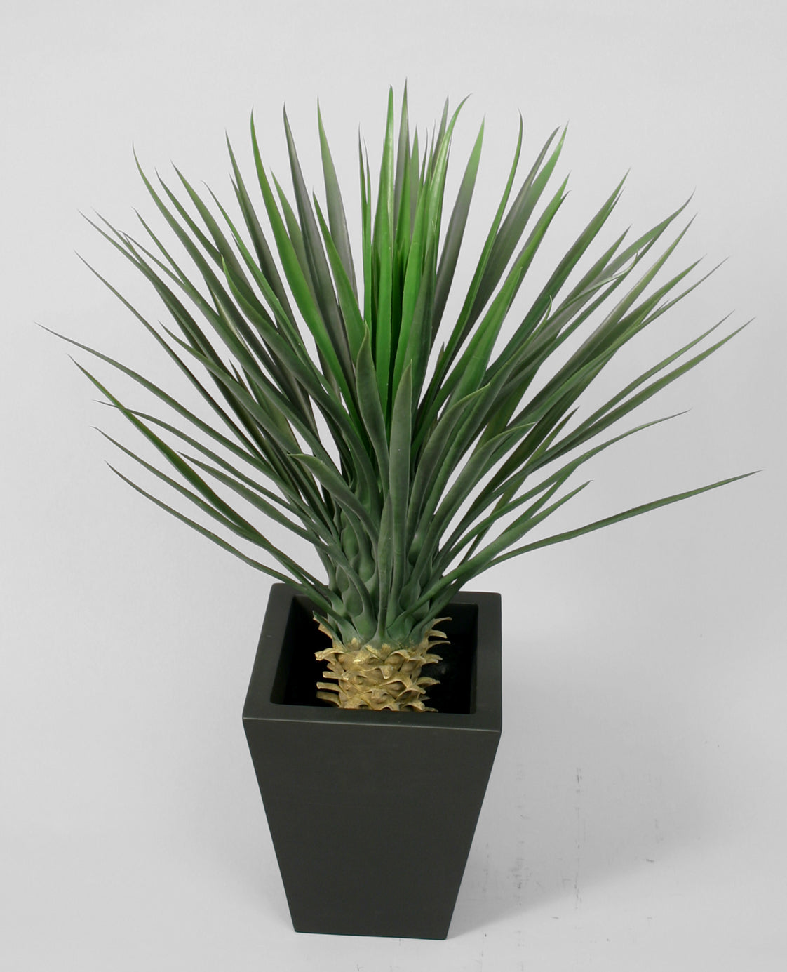 Yucca Rostrata 82cm