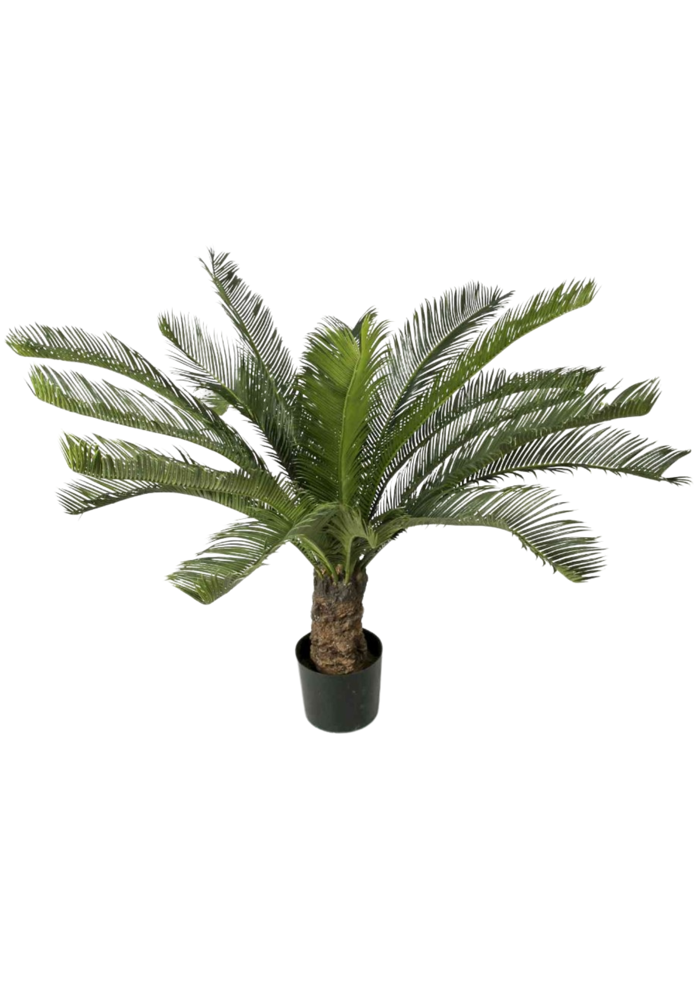 Cycas palm 110 cm