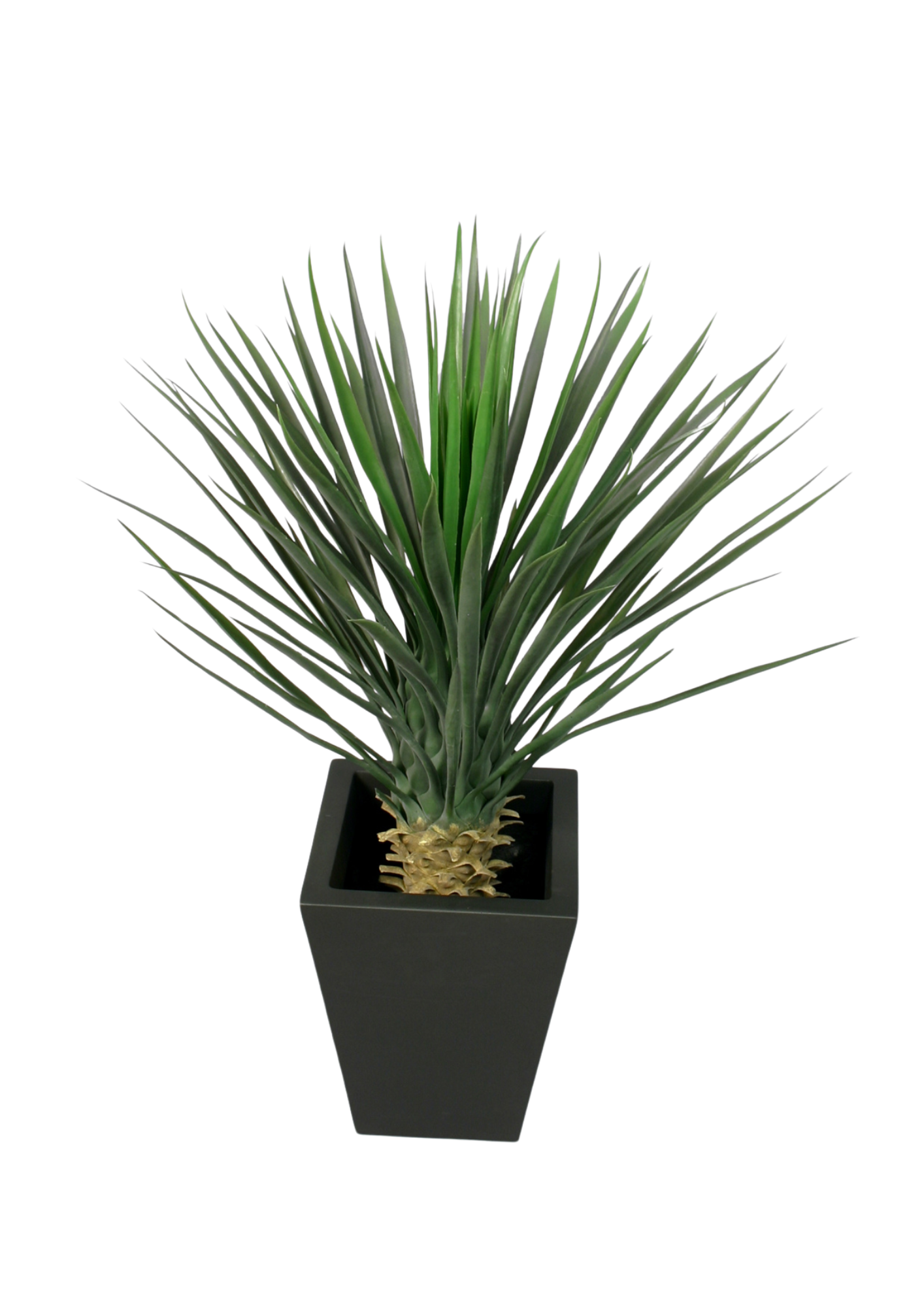 Yucca Rostrata 82cm