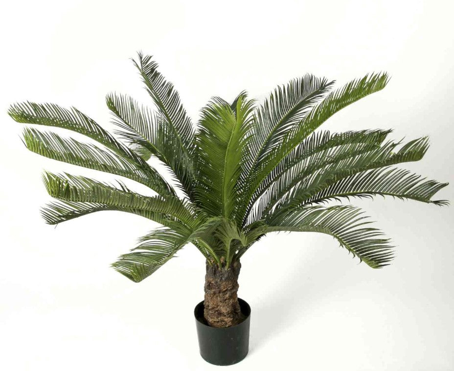 Cycas palm 110 cm